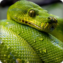 Snake Sounds Ringtone APK