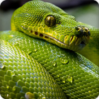 Snake Sounds icon