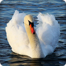 Swan Sounds Ringtones APK
