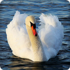 Swan Sounds आइकन
