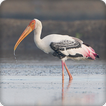 Stork Bird Call Sounds Ringtone