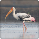 Stork Bird Call Sounds Ringtone APK