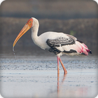 Stork Bird Call Sounds Ringtone icône