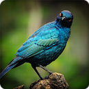 Starling Bird Call Sounds Ringtones APK