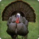 Turkey Sounds Ringtone APK