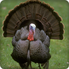 Turkey Sounds icône