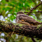 Whippoorwill Bird Call Sounds Ringtone 圖標