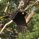 Yellow Tailed Black Cockatoo Bird Call Ringtones APK