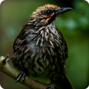 Strawheaded Bulbul Bird Call Sounds Ringtone APK