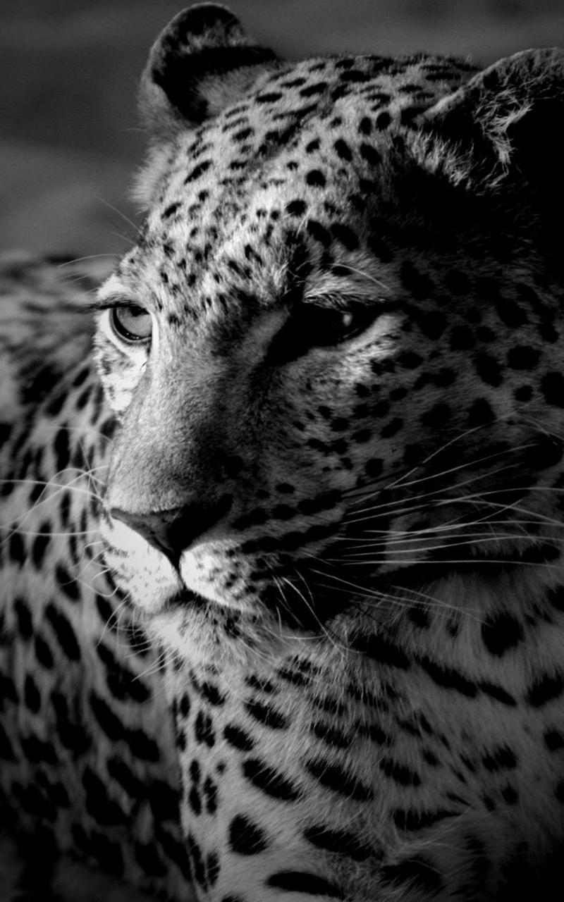 Black and White Live Wallpaper APK 5.0 for Android Download Black and