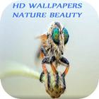 HD Wallpapers nature beauty icono