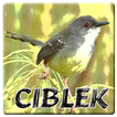 Ringtones Burung Ciblek