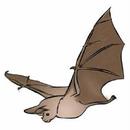 Bat Memory Game APK