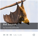 Bat Sounds APK