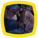 Bats Sounds APK