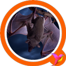Bats Sounds APK