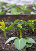 Technical plant bean Affiche