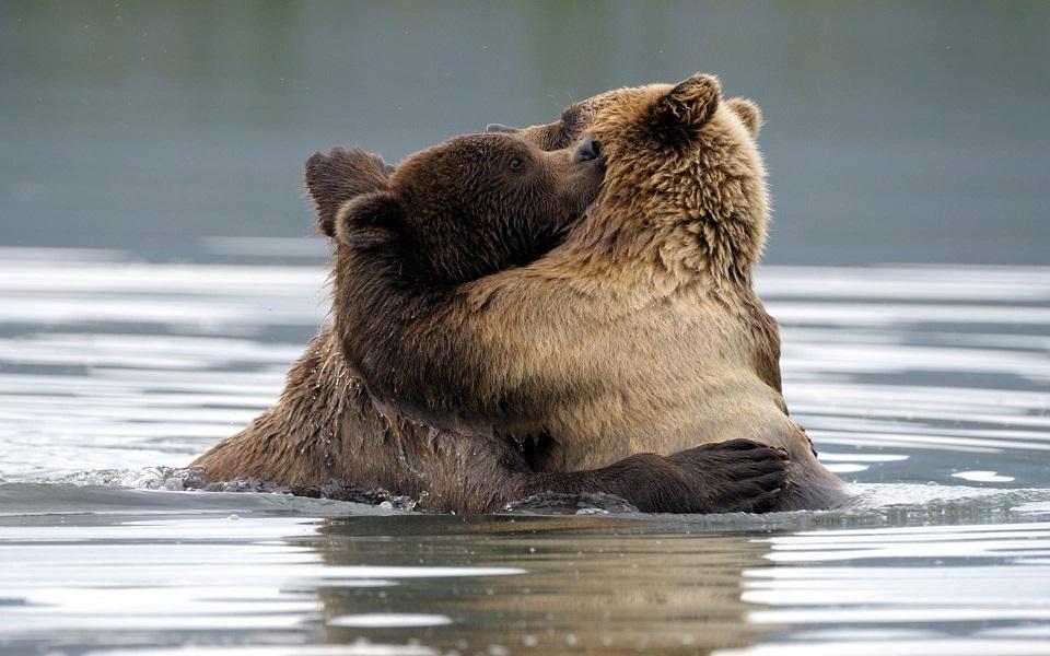 Пин от пользователя Валентин Костадинов на доске Animals beautiful Медведь, Заба