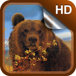 Bear Live Wallpaper HD