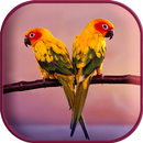 Beautiful Birds Live Wallpaper APK