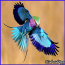 Beautiful Bird Gallery APK