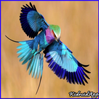 Beautiful Bird Gallery icon