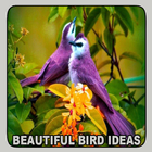 Beautiful Bird Ideas icono
