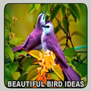 美しい鳥のアイデア APK