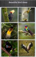 Beautiful Bird Ideas captura de pantalla 1