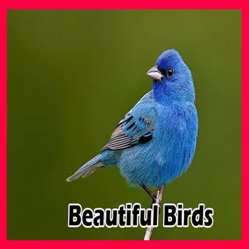 Android 用の 美しい鳥 Apk をダウンロード