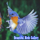 Beautiful bird gallery APK