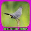Beautiful Birds Gallery
