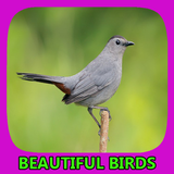 Beautiful Birds Gallery icon