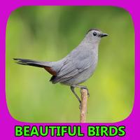 Beautiful Birds Gallery 海报