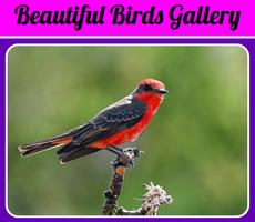 Beautiful Birds Gallery تصوير الشاشة 1