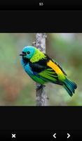 Beautiful Birds Gallery تصوير الشاشة 2