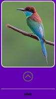 Beautiful Birds Gallery ภาพหน้าจอ 3