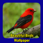 Beautiful Birds Wallpaper Zeichen