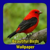 Beautiful Birds Wallpaper Plakat