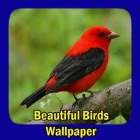 Beautiful Birds Wallpaper постер