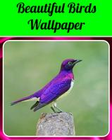 Beautiful Birds Wallpaper 截圖 1