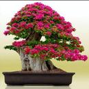 Beautiful Bonsai Flower Collec aplikacja