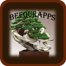 Belles plantes de bonsaïs APK