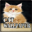 Beautiful Cute Cat Wallpaper HD APK