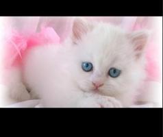 Beautiful Cute Cat Wallpaper HD capture d'écran 3