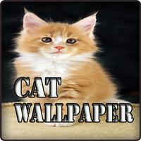 Beautiful Cute Cat Wallpaper HD Affiche