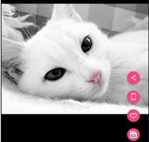 Beautiful Cute Cat Wallpaper HD capture d'écran 1
