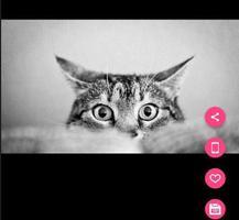 Beautiful Cute Cat Wallpaper HD capture d'écran 2