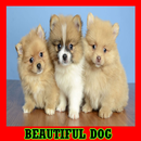 Beautiful Dog Gallery APK