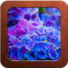 Beautiful Flowers Photo Frames 图标